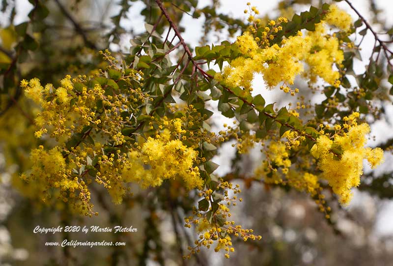 Acacia pravissima, Oven's Wattle