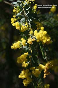 Ovens Wattle, Acacia pravissima