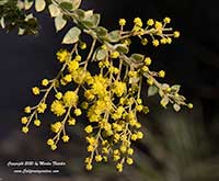 Hairy Wattle, Acacia vestita