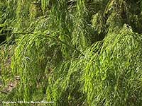 River Wattle, Acacia cognata