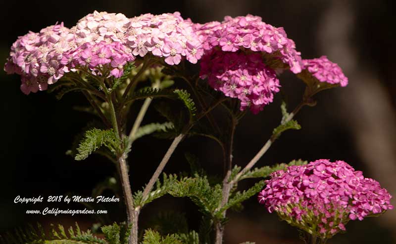 Achillea Apple Blossom, Apple Blossom Yarrow