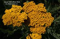 Achillea filipendulina Coronation Gold, Coronation Gold Yarrow