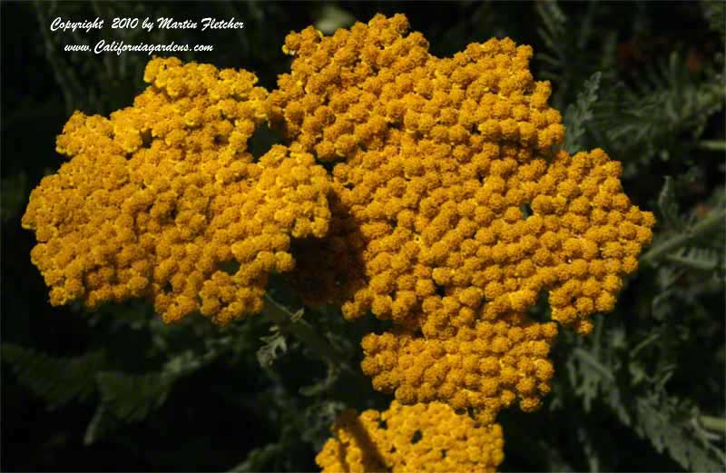 Achillea Coronation Gold, Fernleaf Yarrow