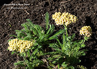 Achillea Desert Paprika, Desert Paprika Yarrow