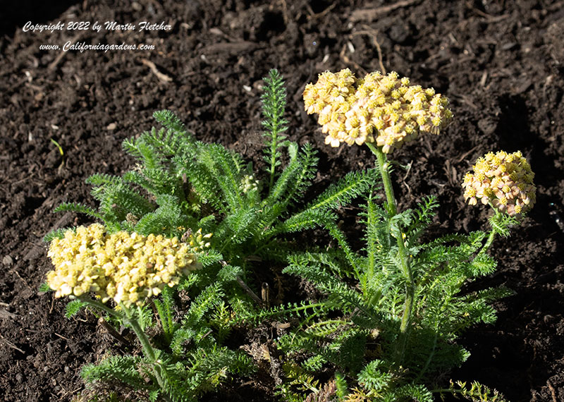 Achillea millefolium Desert Paprika, Desert Paprika Yarrow