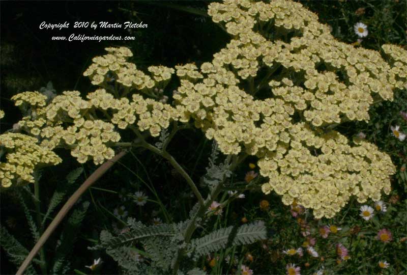 Achillea Hoffnung, Hoffnung Yarrow