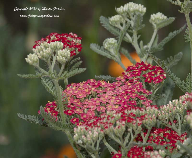 Achillea millefolium Paprika, Yarrow