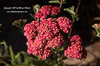 Achillea Paprika, Paprika Yarrow