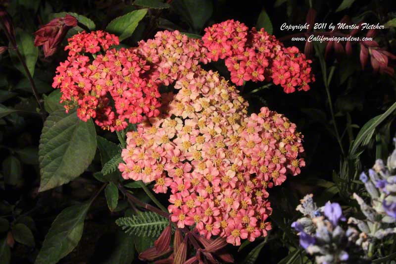 Achillea Pomegranate | Pomegranate Yarrow | California Gardens