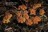 Achillea Terracotta, Terracotta Yarrow