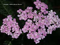 Achillea Cerise Queen, Cerise Queen Yarrow