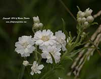 Achillea ptarmica, Pearl Yarrow, Sneezewort