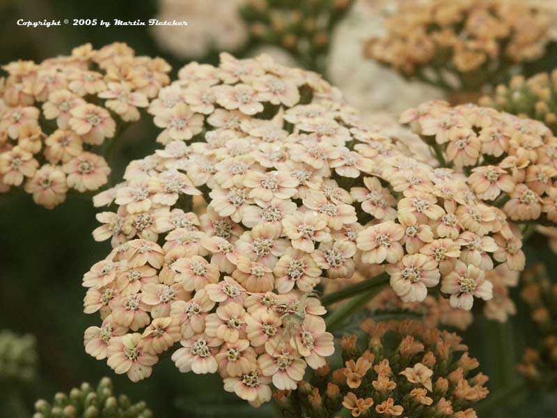 Achillea Salmon Beauty, Salmon Beauty Yarrow