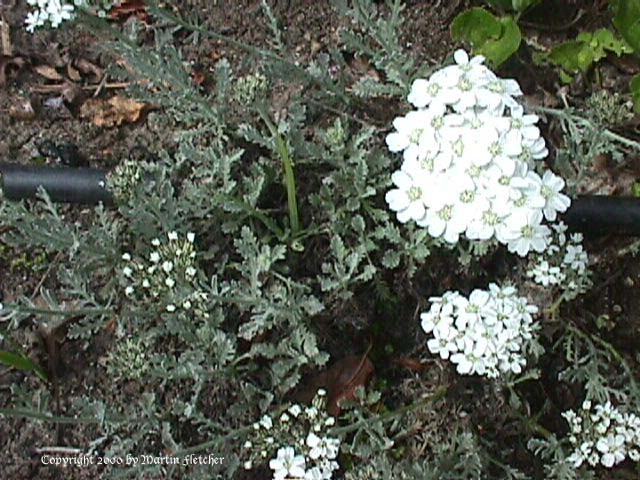 Achillea clavennae, Silver Yarrow