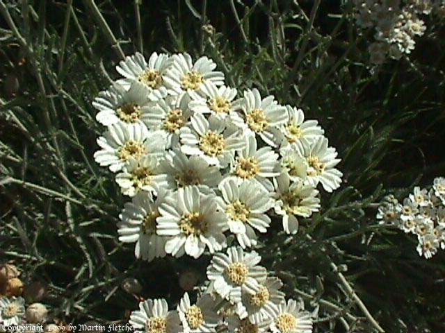 Achillea kellereri, Yarrow