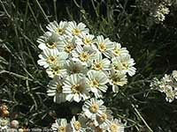 Achillea kellereri, Keller's Yarrow