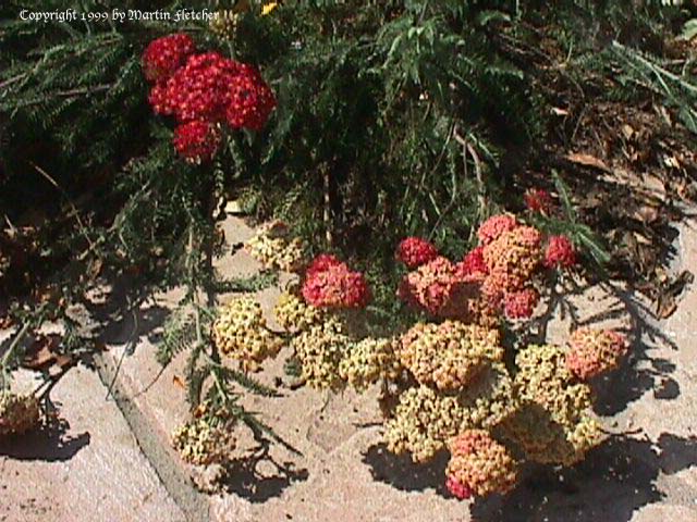 Achillea millefolium Paprika, Yarrow