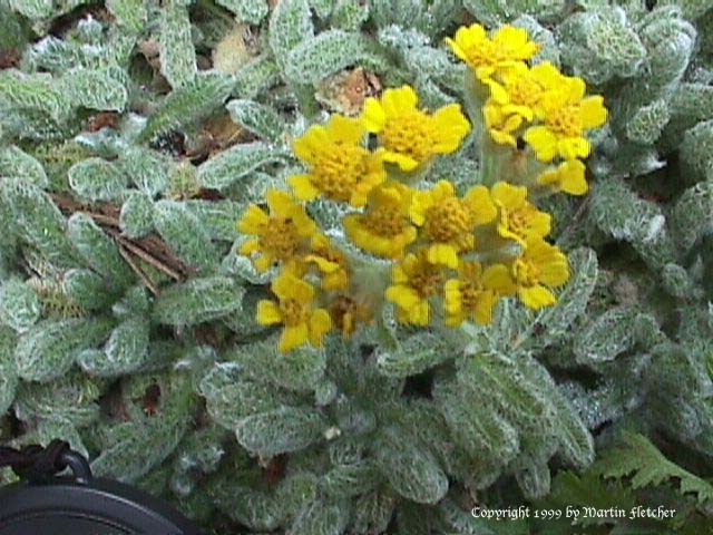 Achillea tomentosa, Woolly Yarrow