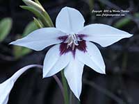 Gladiolus murielae, Peacock Orchid, Abyssinian Sword Lily, Fragrant Gladiolus