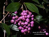 Acmena smithii, Lilly Pilly