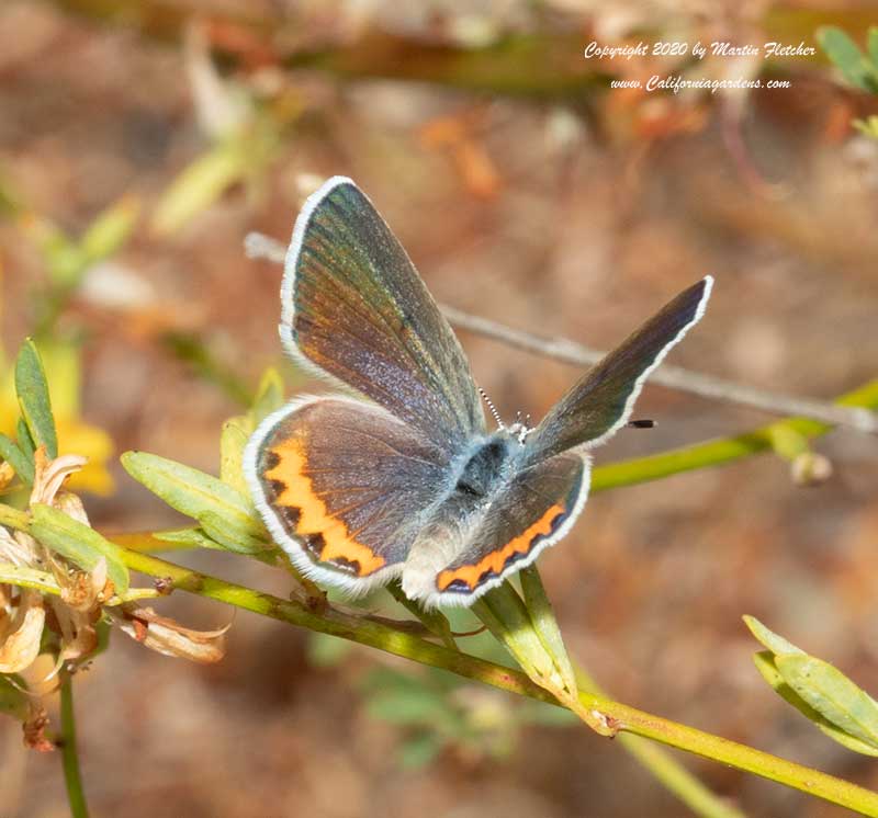 Acmon Blue open wings, Plebejus acmon