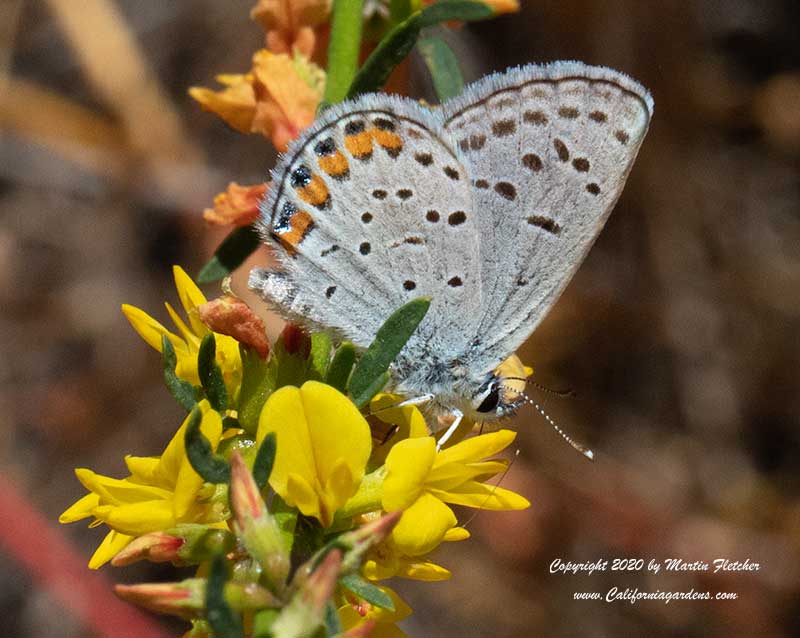 Acmon Blue, Plebejus acmon