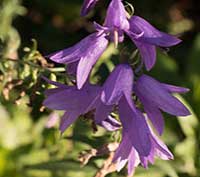 Adenophora liliifolia, Lady Bells