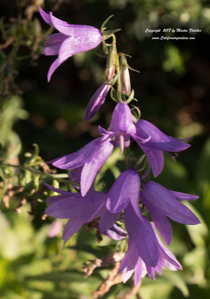 Adenophora liliifolia, Lady Bells, False Campanula