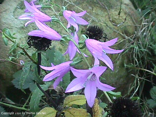 Adenophora liliifolia, Lady Bells, False Campanula