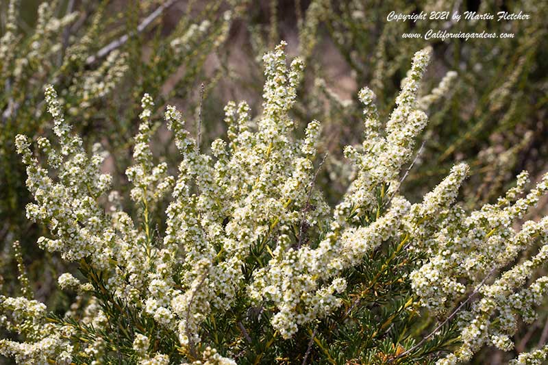 Adenostoma fasciculatum, Greasewood, Chamise