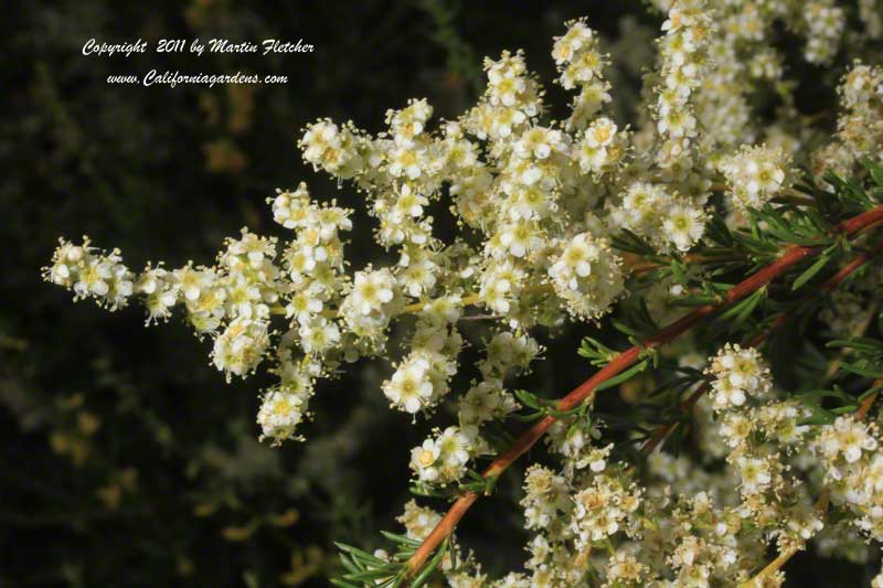 Adenostoma fasciculatum, Greasewood, Chamise