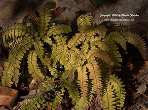 Adiantum aleuticum, Five Fingered Fern