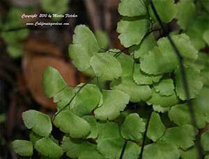Adiantum capillus veneris, Maidenhair Fern