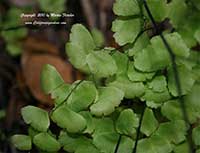Adiantum capillus veneris, Maidenhair Fern