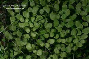 Adiantum jordanii, California Maidenhair Fern
