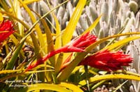Aechmea recurvata var. recurvata, False Tillandsia