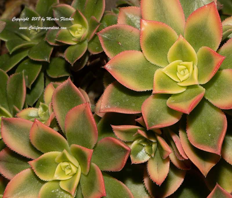 Aeonium Kiwi, Kiwi Aeonium