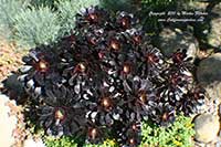 Aeonium arboreum Zwartkop, Zwartkop Aeonium