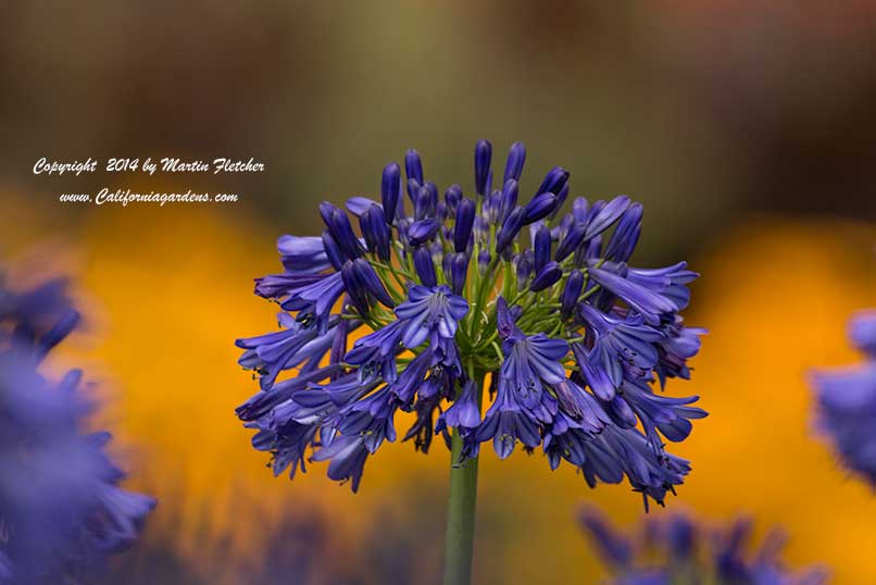 Agapanthus Storm Cloud, Lily of the Nile