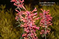 Agastache Kudos Coral, Kudos Coral Hummingbird Mint