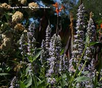 Agastache foeniculum, Anise Hyssop