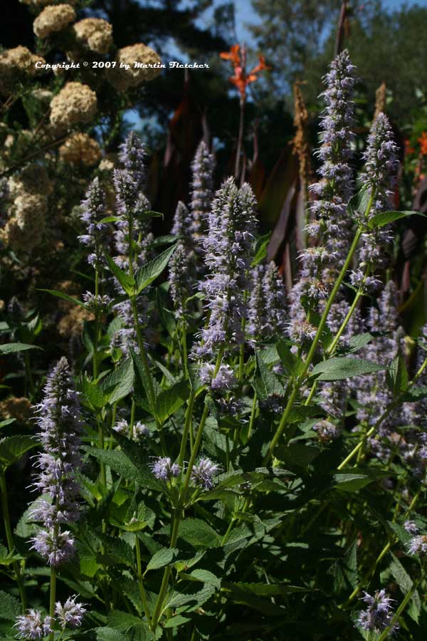 Agastache foeniculum | Anise Hyssop | California Gardens