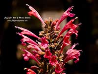 Agastache Raspberry Summer, Raspberry Summer Hummingbird Mint