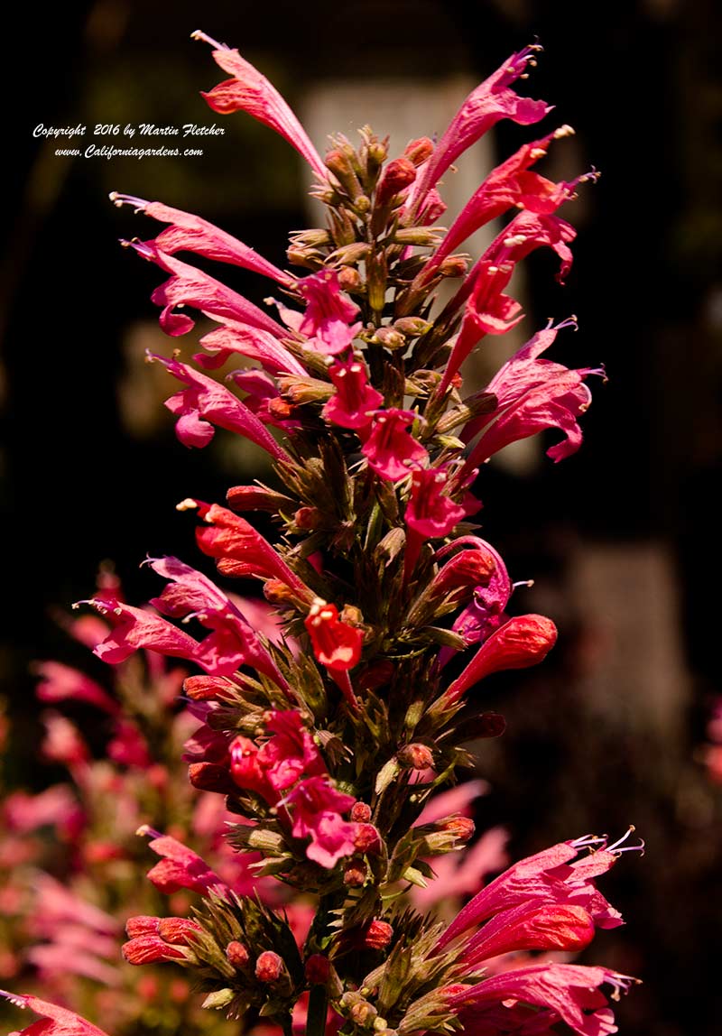 Agastache Raspberry Summer, Raspberry Summer Hummingbird Mint