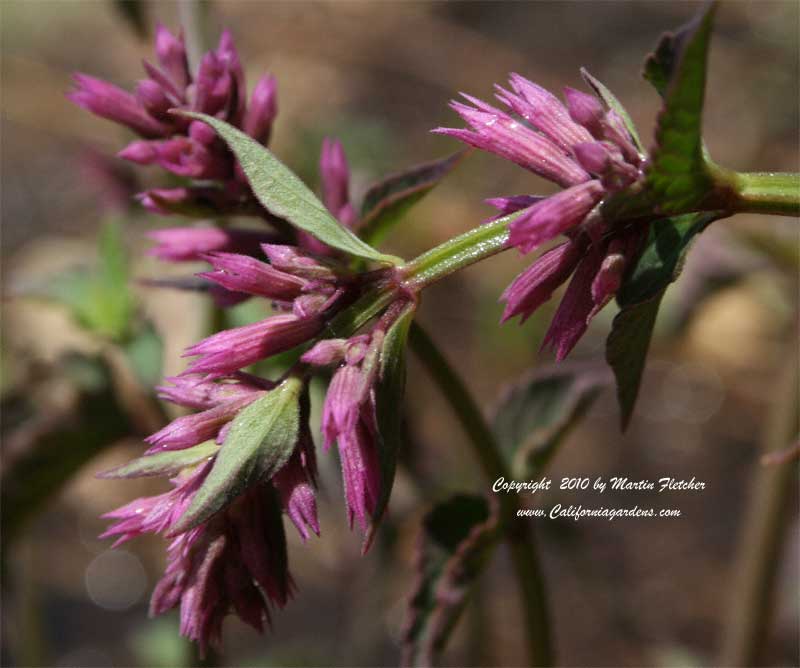 Agastache Tutti Frutti, Hummingbird Mint