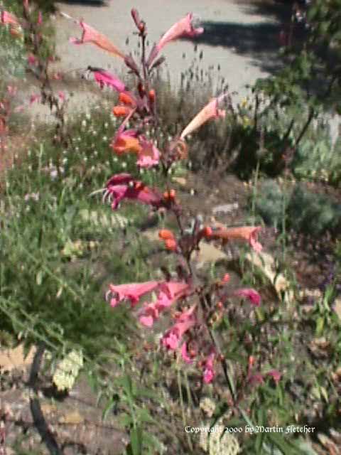 Agastache Apricot Sunrise, Orange Hyssop