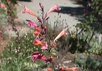 Agastache aurantiaca Apricot Sunrise, Orange Hummingbird Mint