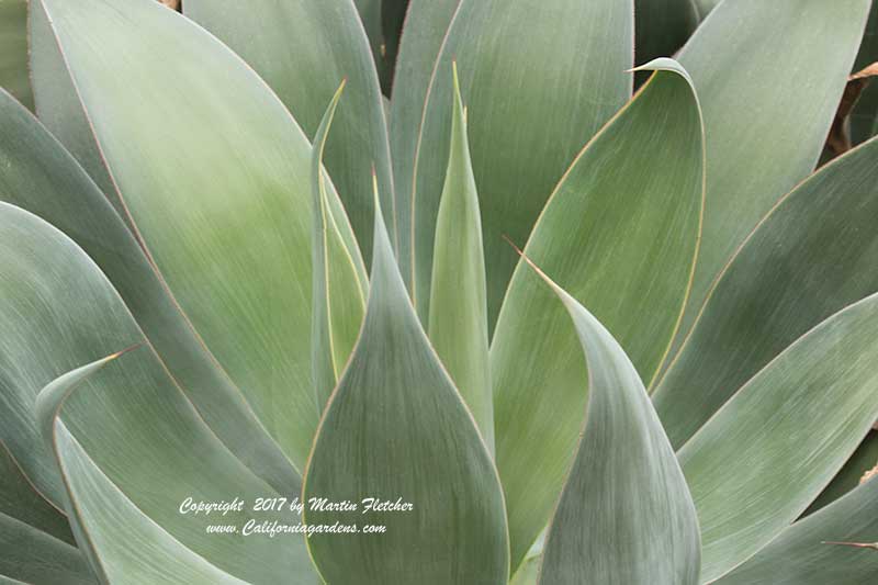 Agave Blue Flame