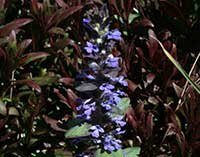 Ajuga reptans Catlin's Giant, Catlin's Giant Bugle Weed