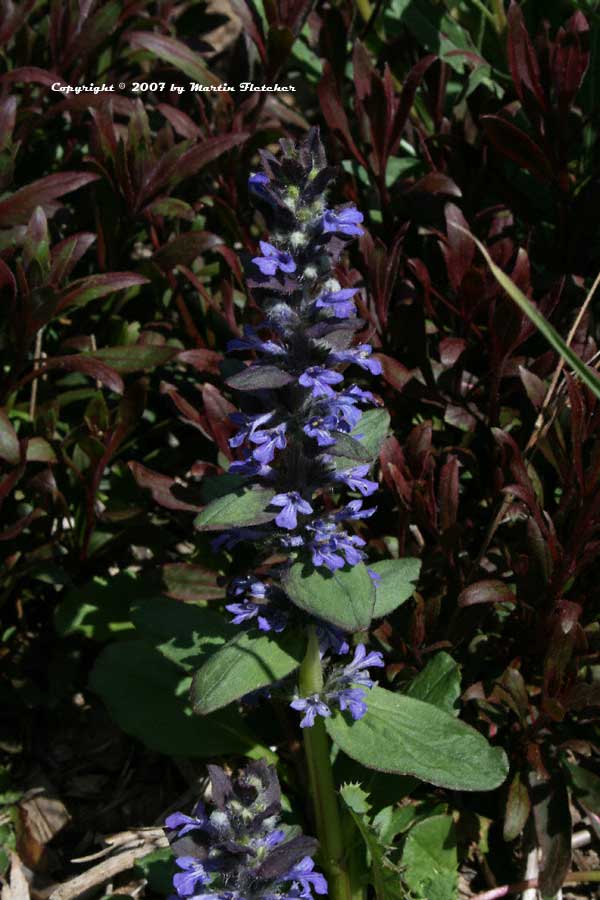 Ajuga reptans Catlin's Giant